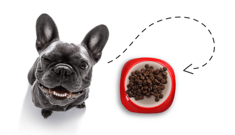 Alimentazione bulldog francese: consigli per una dieta corretta