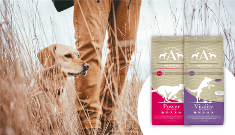 Cibo per cani da caccia: qual è il migliore?