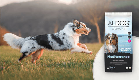 Crocchette per cani gluten free: cosa sapere e come sceglierle