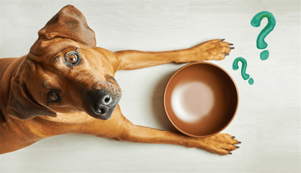 Quanto cibo dare al cane? Le dosi per ogni taglia ed età – Aldog Srl